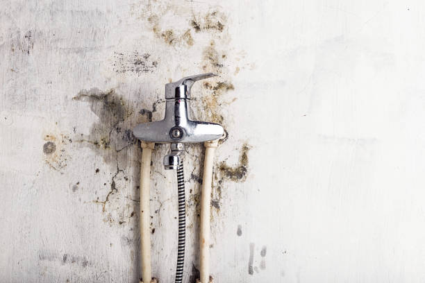 Certified Mold Removal in Glendale, MS