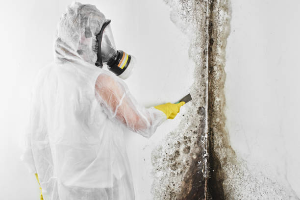 Best Fast Mold Removal  in Glendale, MS