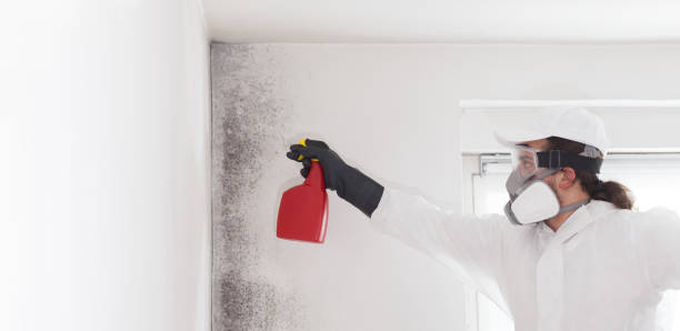 Best Same-Day Mold Removal  in Glendale, MS