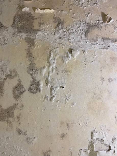 Best Mold Cleaning Services  in Glendale, MS