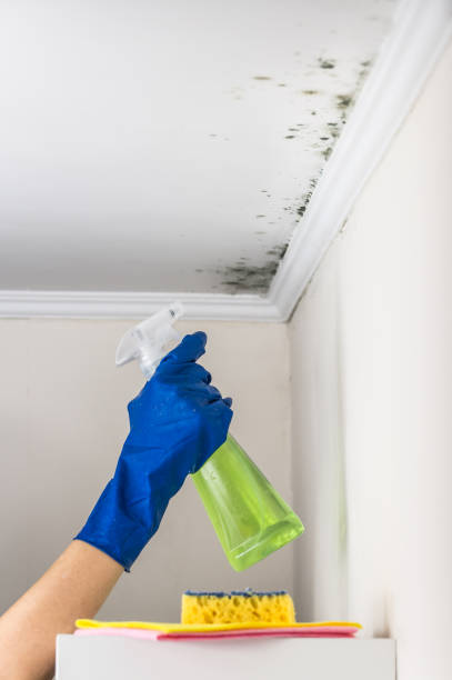 Best Attic Mold Removal  in Glendale, MS